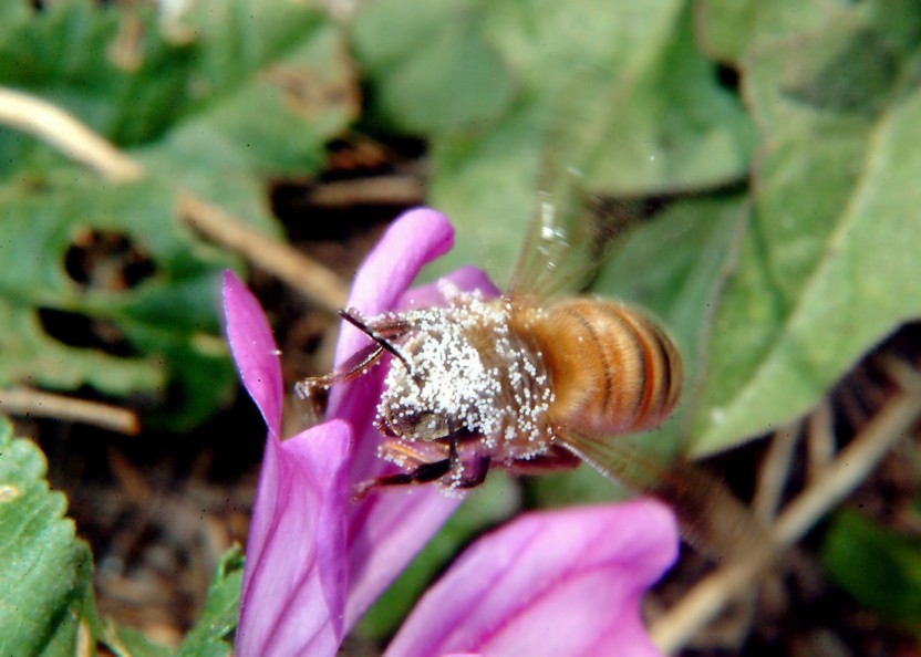 Sirfide da determinare: Sphaerophoria taeniata?